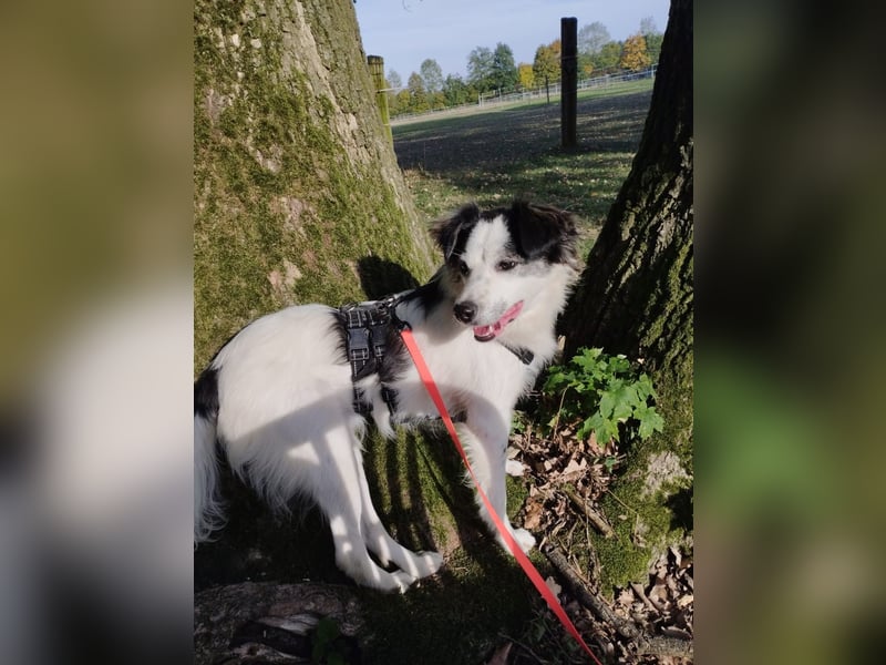 Ray - ein toller Hundebub!