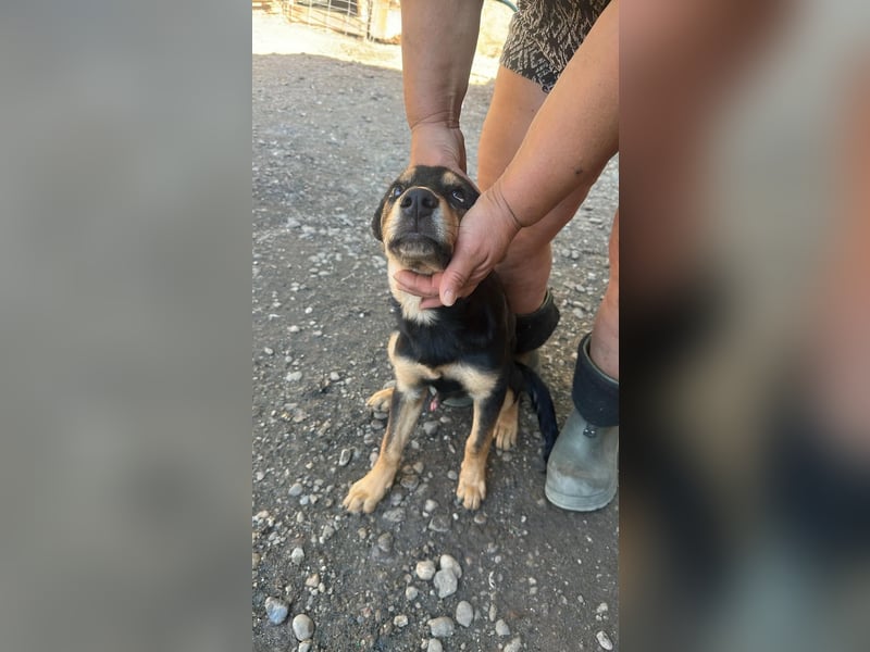 Loki sucht sein Zuhause für immer