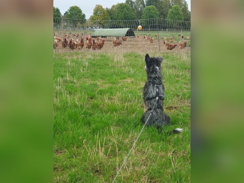 Emmy - ein kleines Hundemädchen mit großem Herzen!