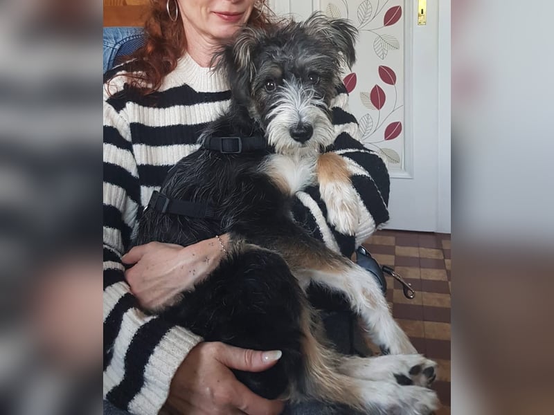 Emmy - ein kleines Hundemädchen mit großem Herzen!