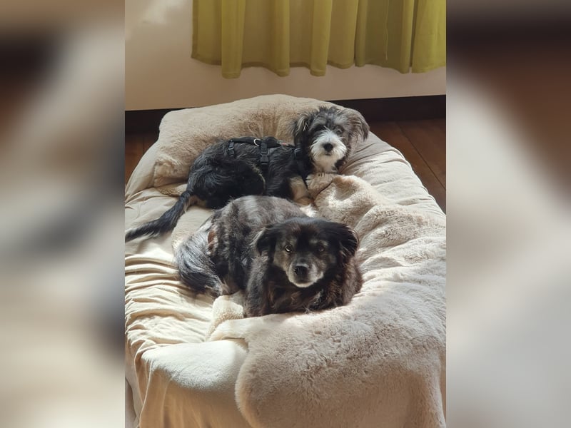 Emmy - ein kleines Hundemädchen mit großem Herzen!