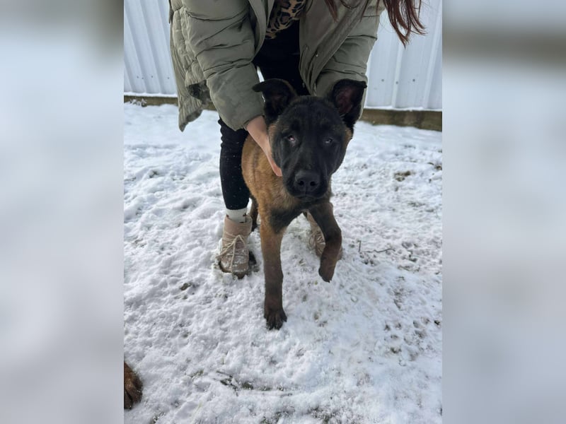 Sokrates, wunderschöner Junghund mit Handicap sucht Menschen mit Verständnis