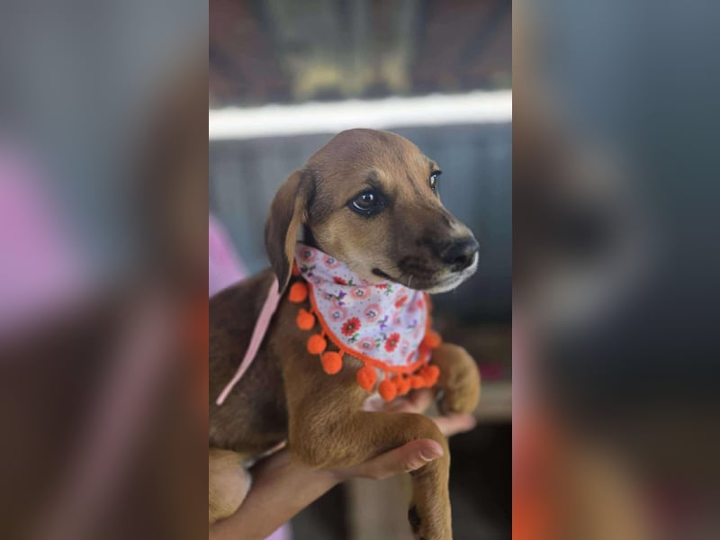 Mandy, hübsches junges Hundemädchen sucht Anschluß