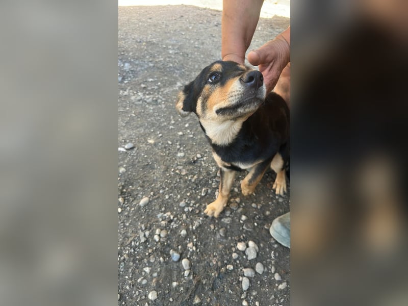 Loki sucht sein Zuhause für immer