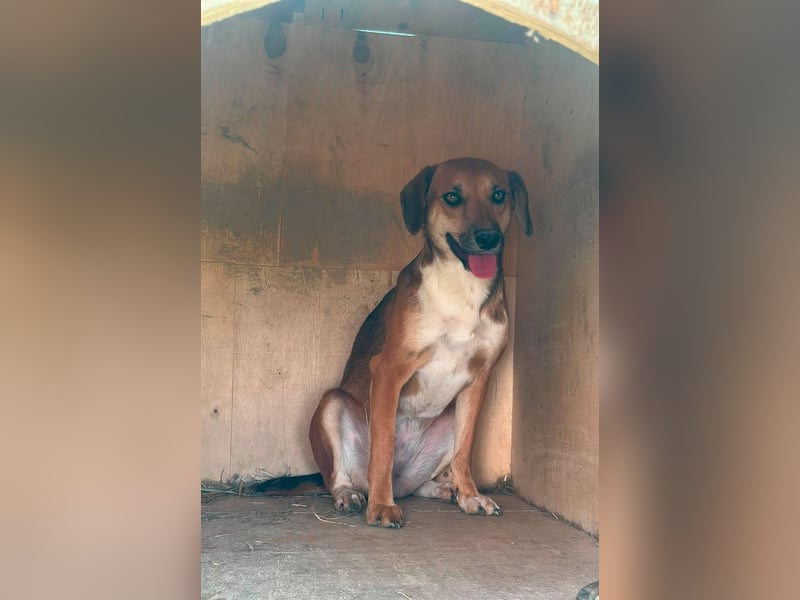 Mandy, hübsches junges Hundemädchen sucht Anschluß