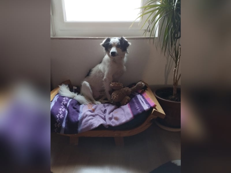 Ray - ein toller Hundebub!