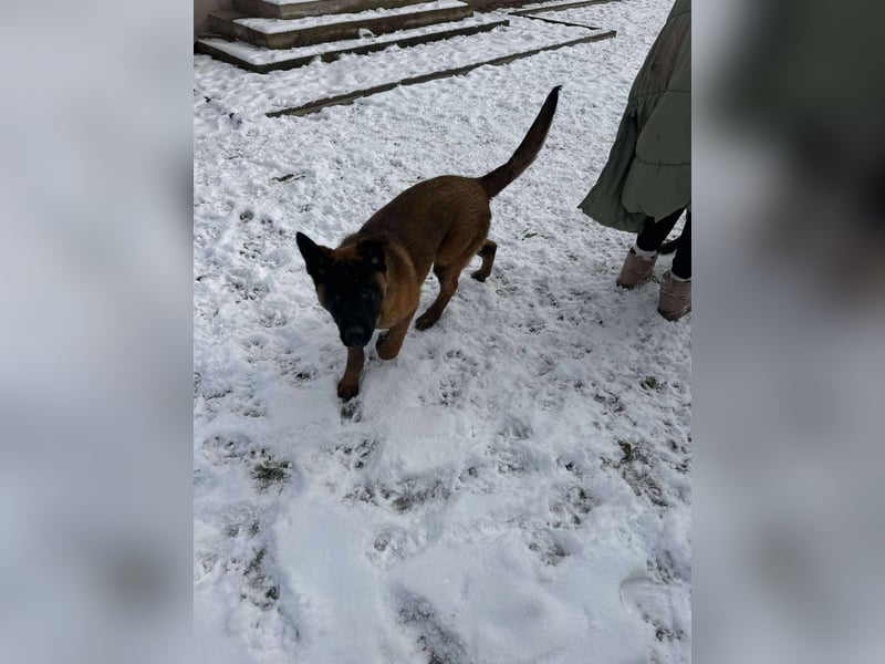 Sokrates, wunderschöner Junghund mit Handicap sucht Menschen mit Verständnis