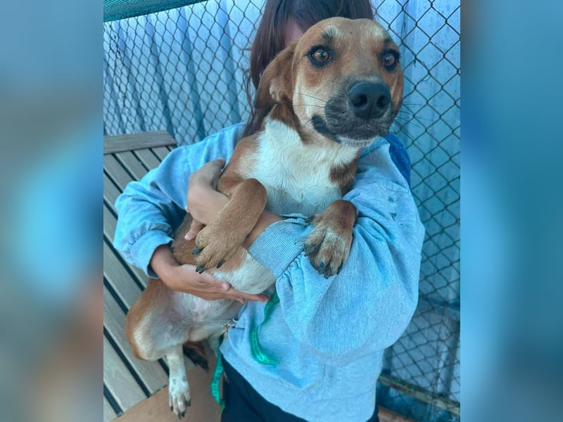 Mandy, hübsches junges Hundemädchen sucht Anschluß