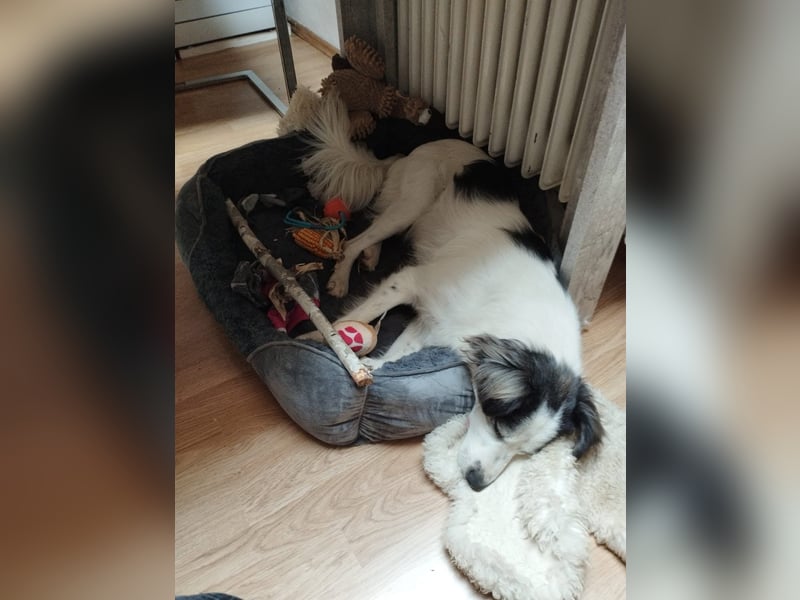 Ray - ein toller Hundebub!