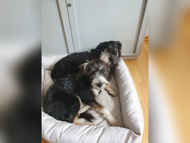 Emmy - ein kleines Hundemädchen mit großem Herzen!