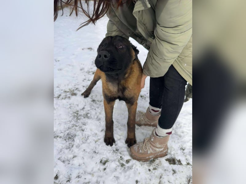 Sokrates, wunderschöner Junghund mit Handicap sucht Menschen mit Verständnis