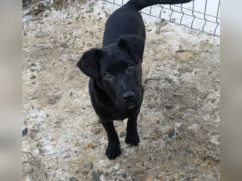 Capper der fröhliche Kuschler