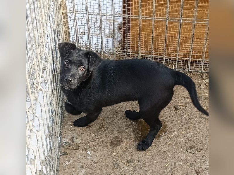 Capper der fröhliche Kuschler