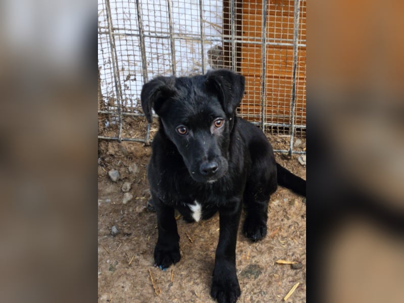 Capper der fröhliche Kuschler