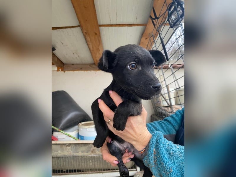 Capper der fröhliche Kuschler