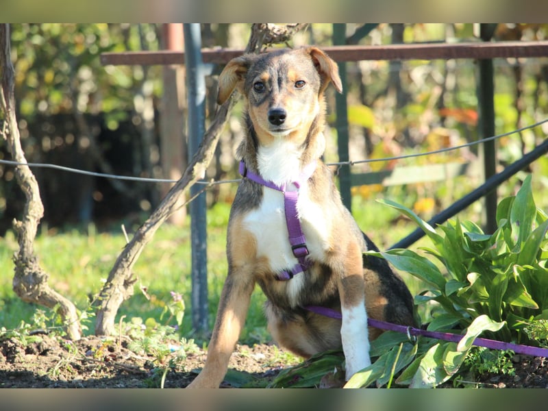 Bandina unsere Herzenshündin