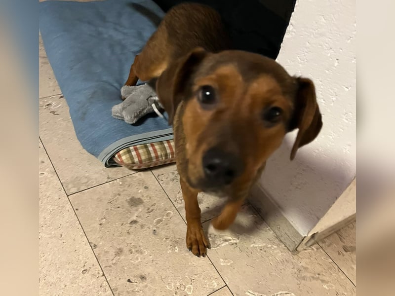 Ein Platz im Herzen gesucht: Jando