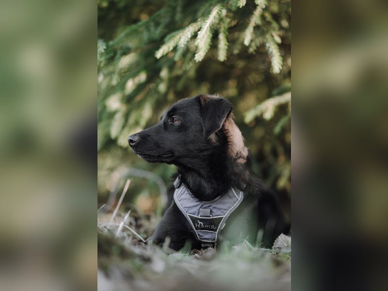 Sookie sucht ihr Für-immer Zuhause...