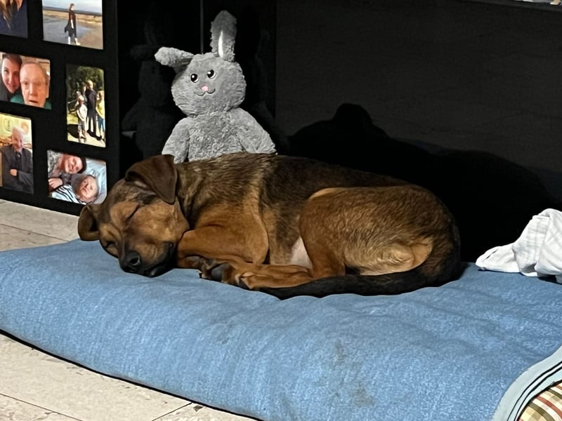 Ein Platz im Herzen gesucht: Jando