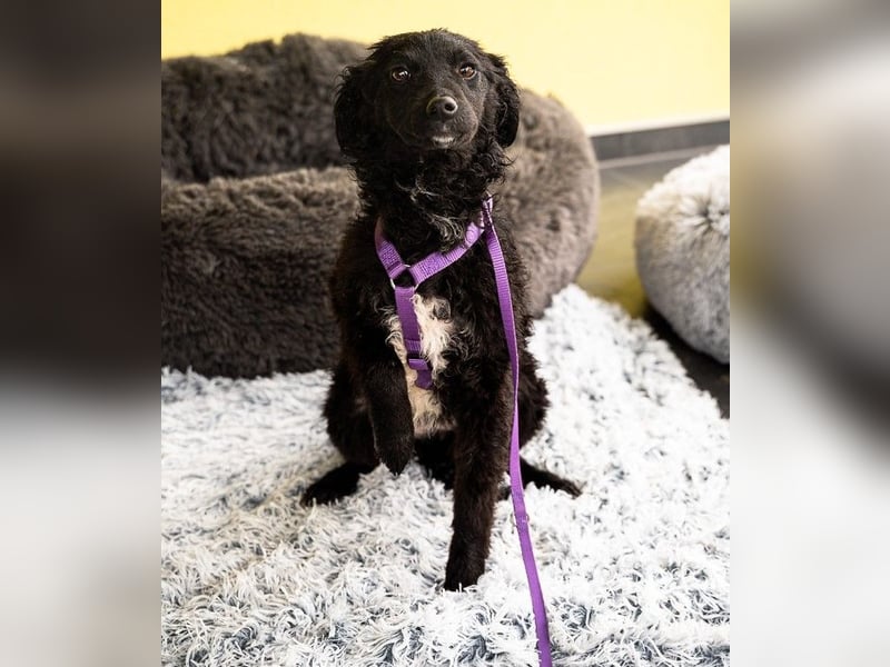 Wer schenkt Jolina ein für immer Zuhause