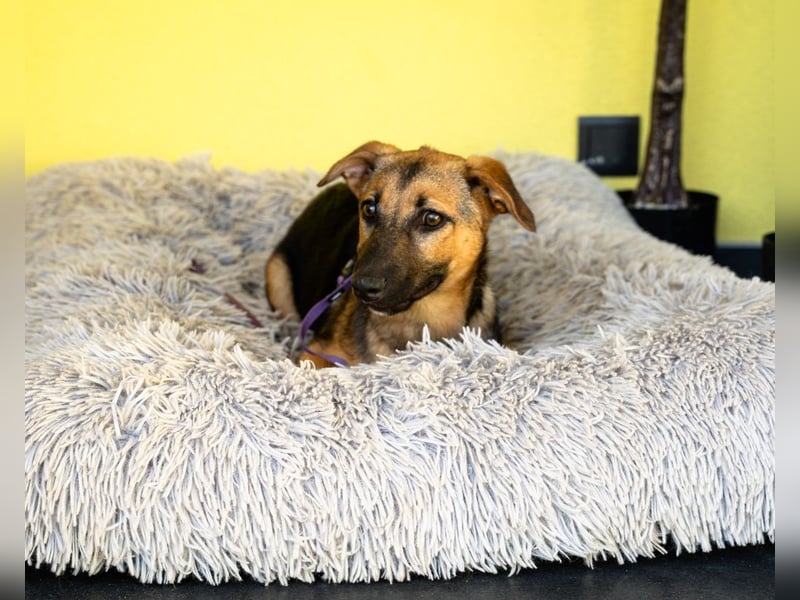 Nanda sucht ein neues zu Hause.
