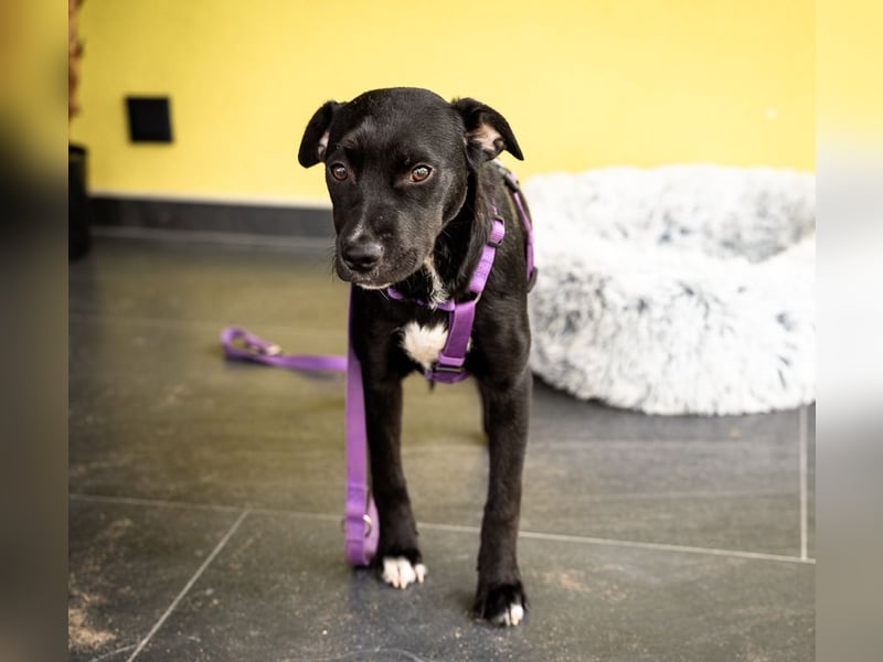 Sweety möchte ihr Herz verschenken....