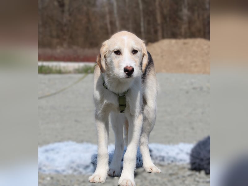 Lasko sucht ein Zuhause...