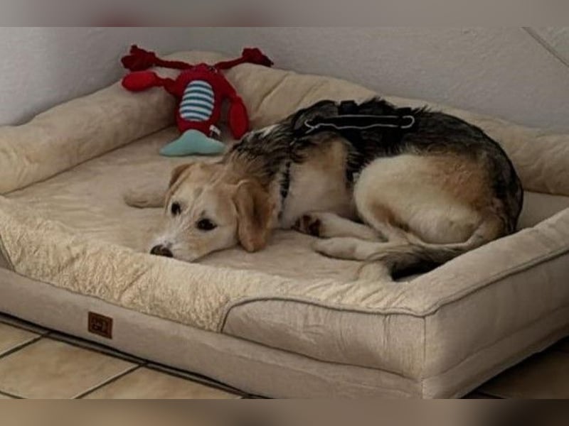 Lasko sucht sein Glück ...