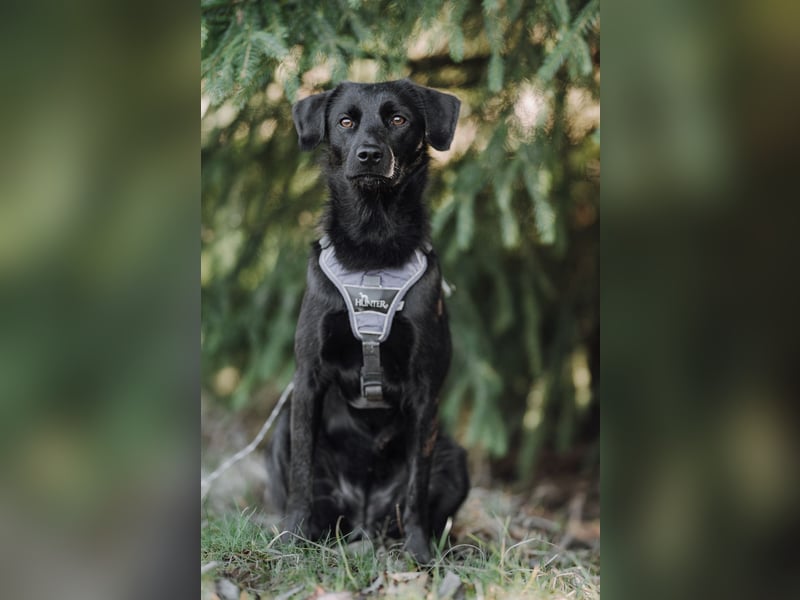 Sookie sucht ihr Für-immer Zuhause...