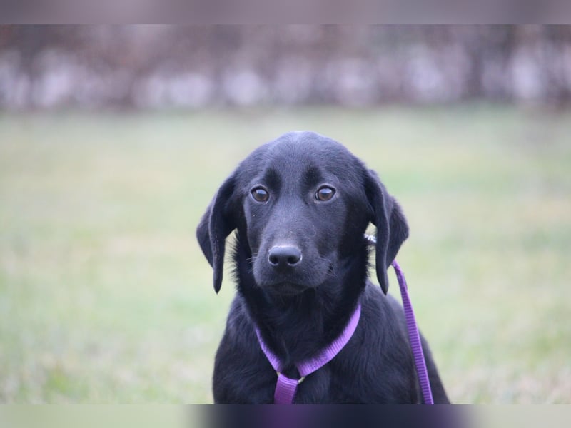 Liore sucht ihr Für-Immer-Zuhause