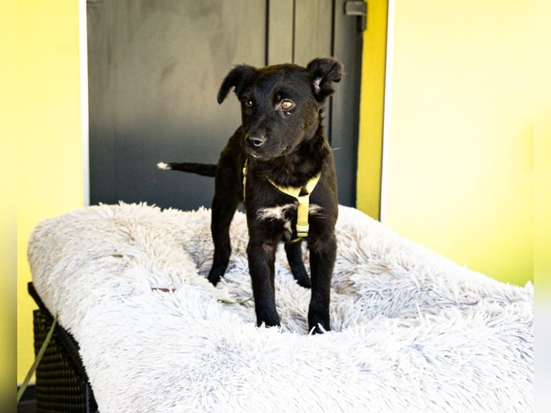 Pepper sucht sein für immer zu Hause....