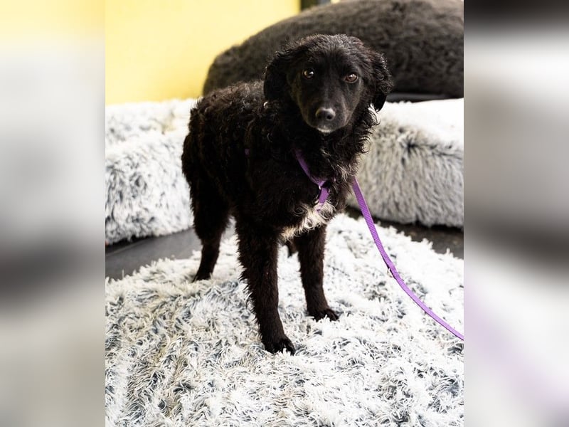 Wer schenkt Jolina ein für immer Zuhause