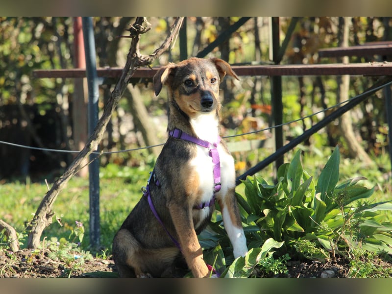 Bandina unsere Herzenshündin