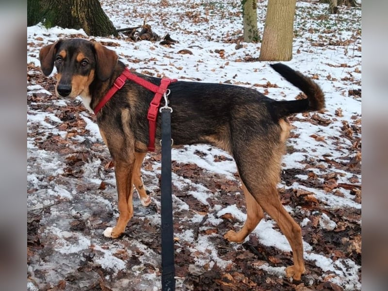 Sanio – ein Traumhund auf vier Pfoten...