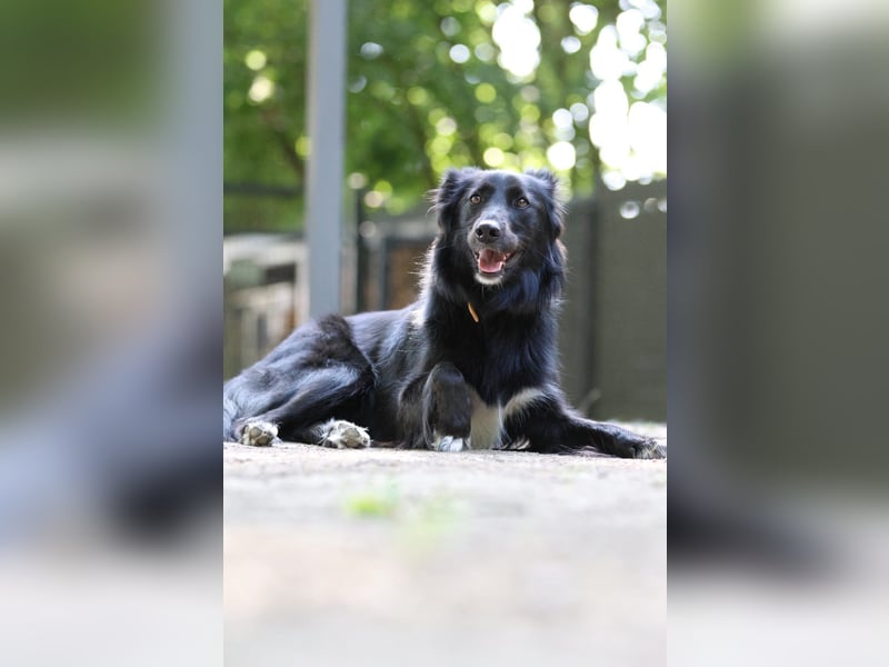 Sunita sucht ihr für immer Zuhause...