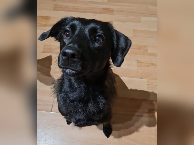 Sookie sucht ihr Für-immer Zuhause...