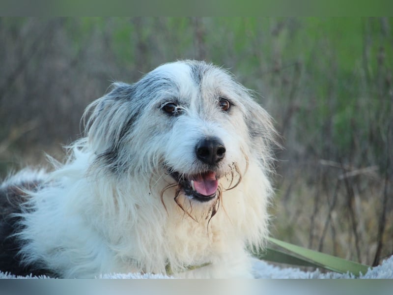 Amelio – sanfter Herzenshund sucht sein Für-Immer-Zuhause
