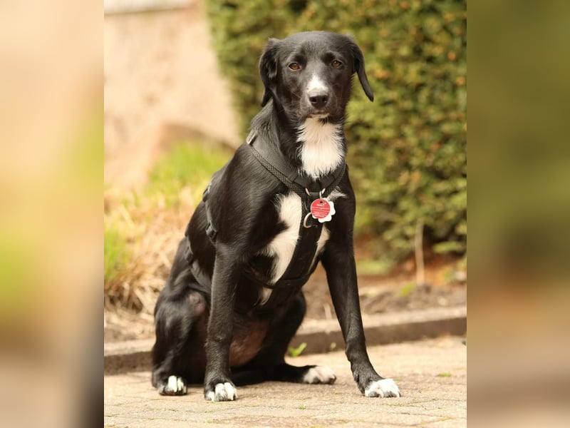 Kuschelmaus Tinella sucht ihr Famiie...