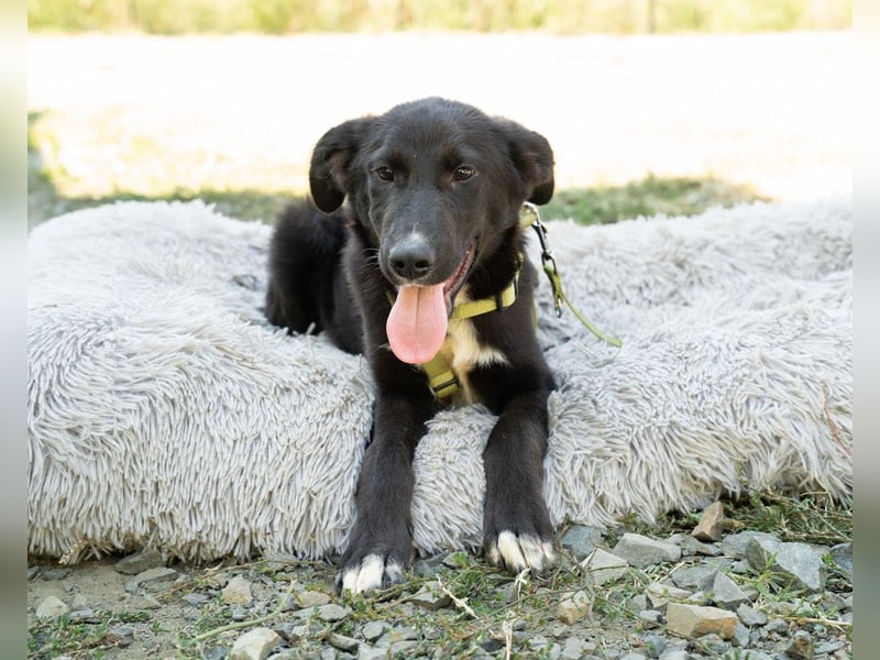 Mylo sucht sein zu Hause