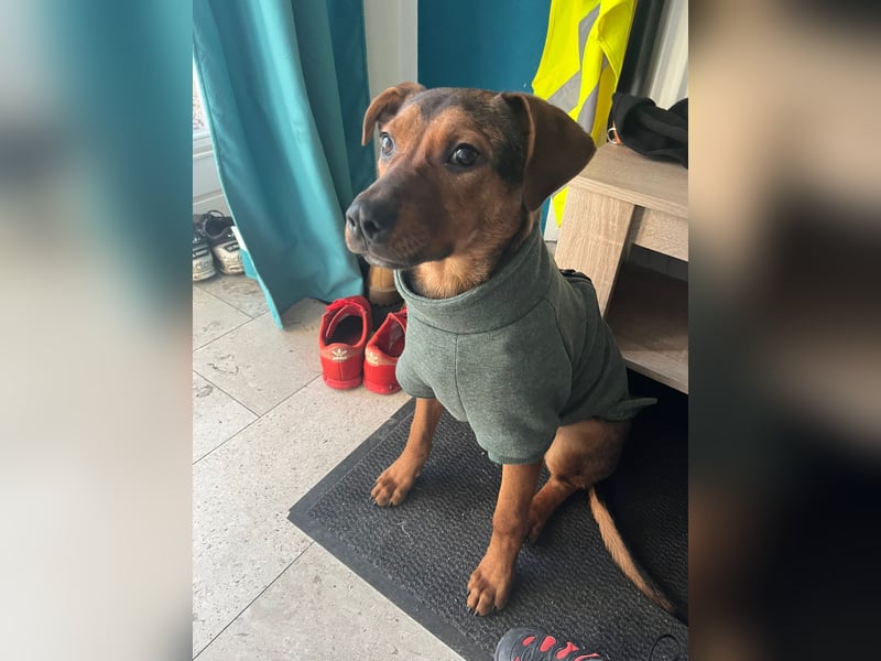 Ein Platz im Herzen gesucht: Jando