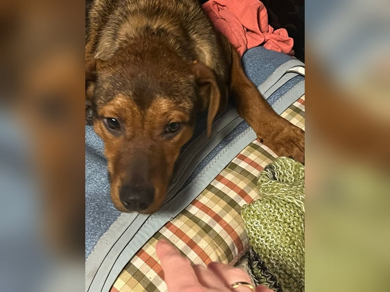 Ein Platz im Herzen gesucht: Jando