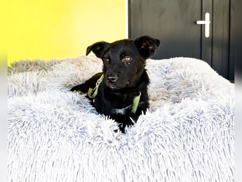 Pepper sucht sein für immer zu Hause....