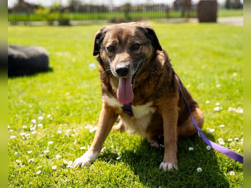 Unsere Taxina wünscht sich ein schönes Zuhause..