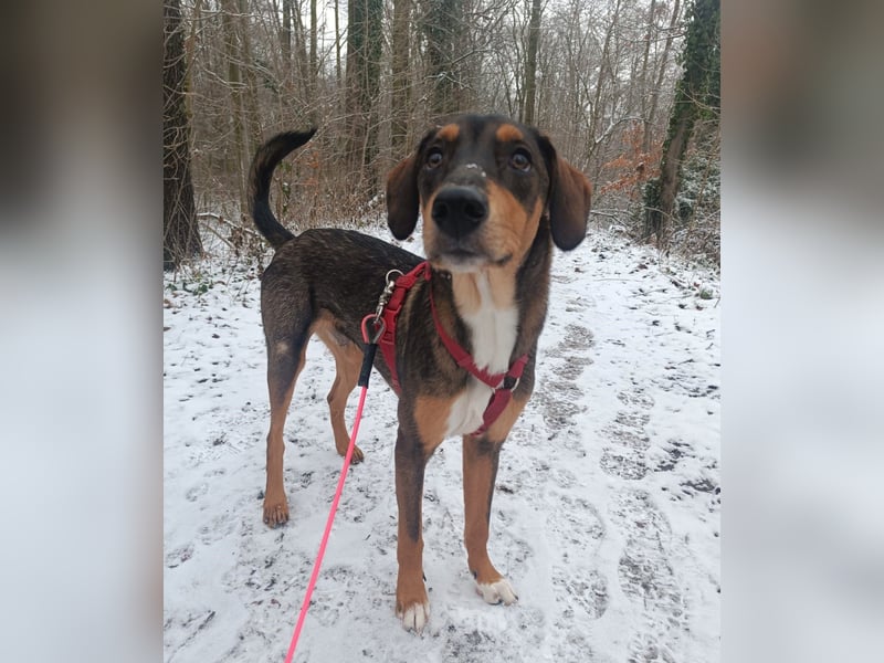 Sanio – ein Traumhund auf vier Pfoten...