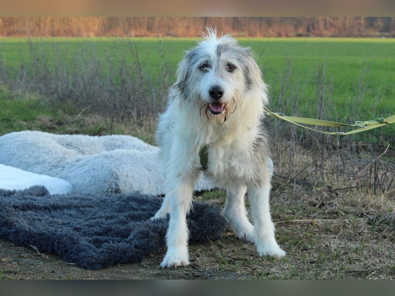 Amelio – sanfter Herzenshund sucht sein Für-Immer-Zuhause