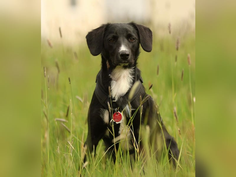 Kuschelmaus Tinella sucht ihr Famiie...