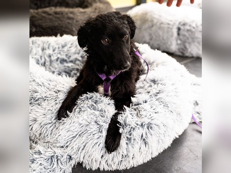 Wer schenkt Jolina ein für immer Zuhause