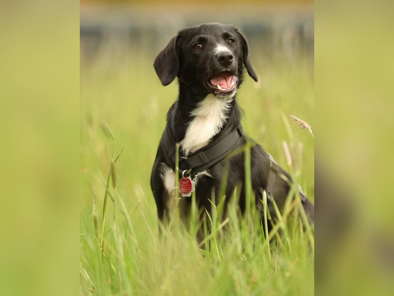 Kuschelmaus Tinella sucht ihr Famiie...