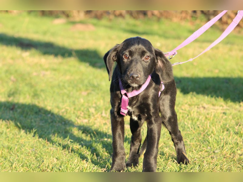 Taino wünscht sich endlich ein zu Hause ....