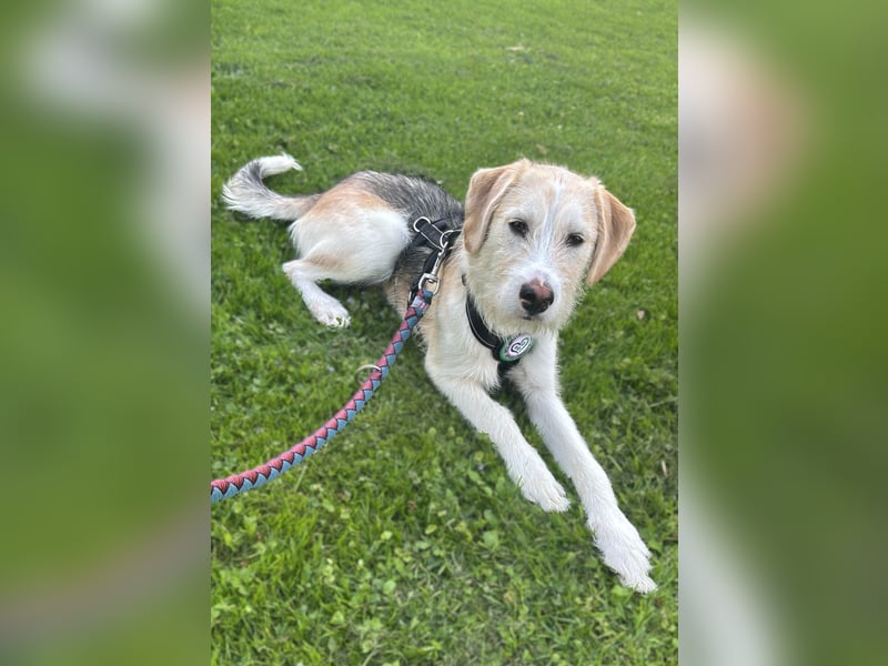 Lasko sucht sein Glück ...